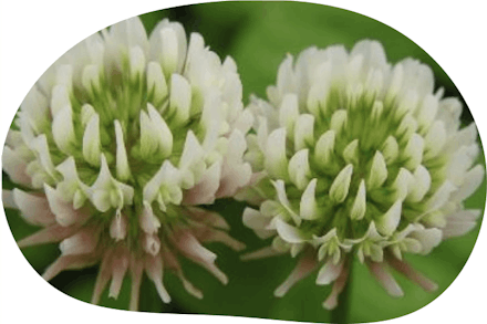 clover