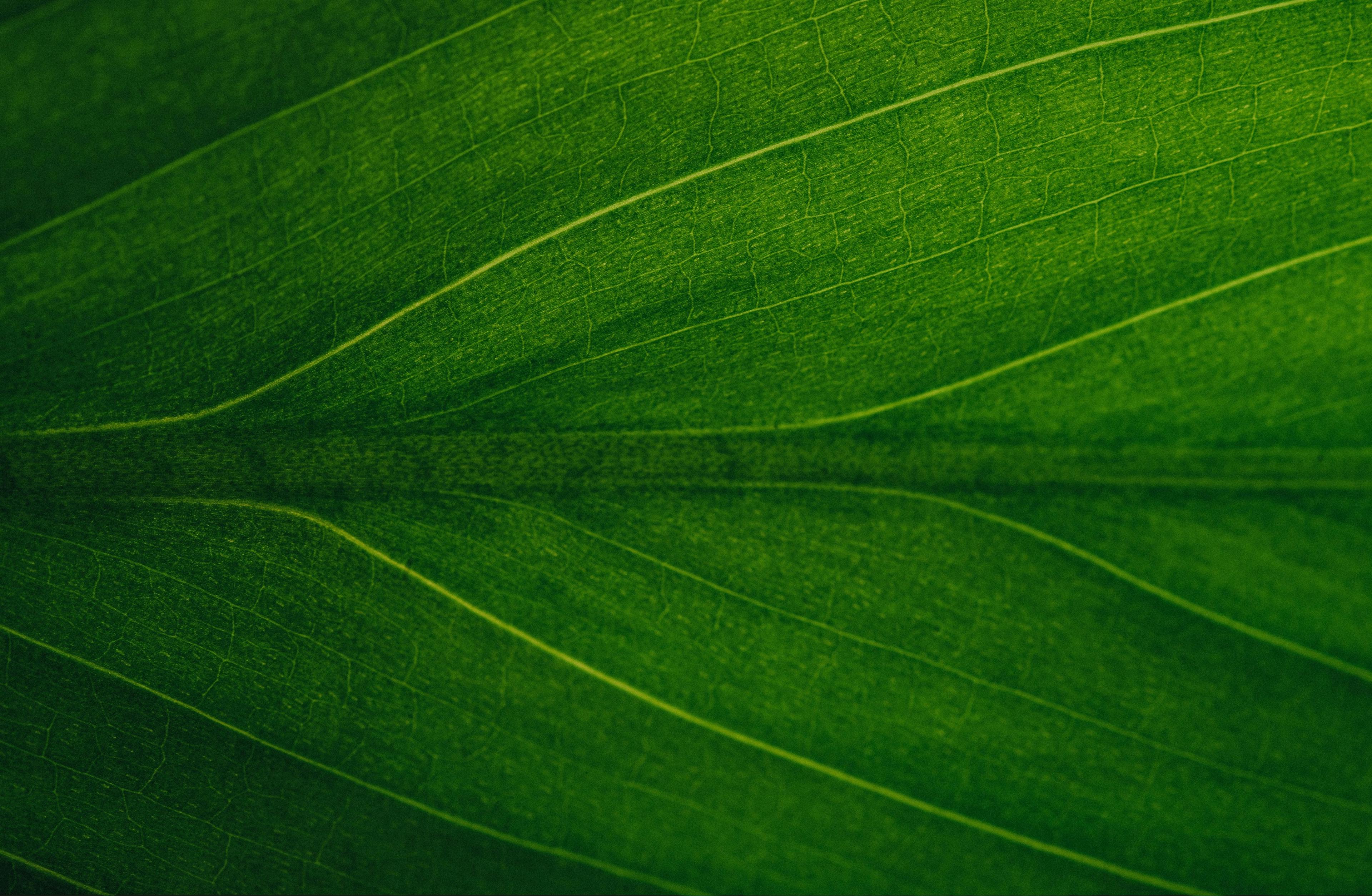 Close-up of a green leaf