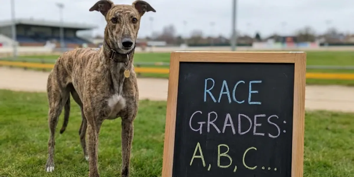 Greyhounds grade image