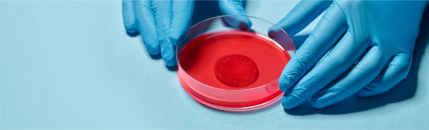 The Heart Healing Patch in a petri dish