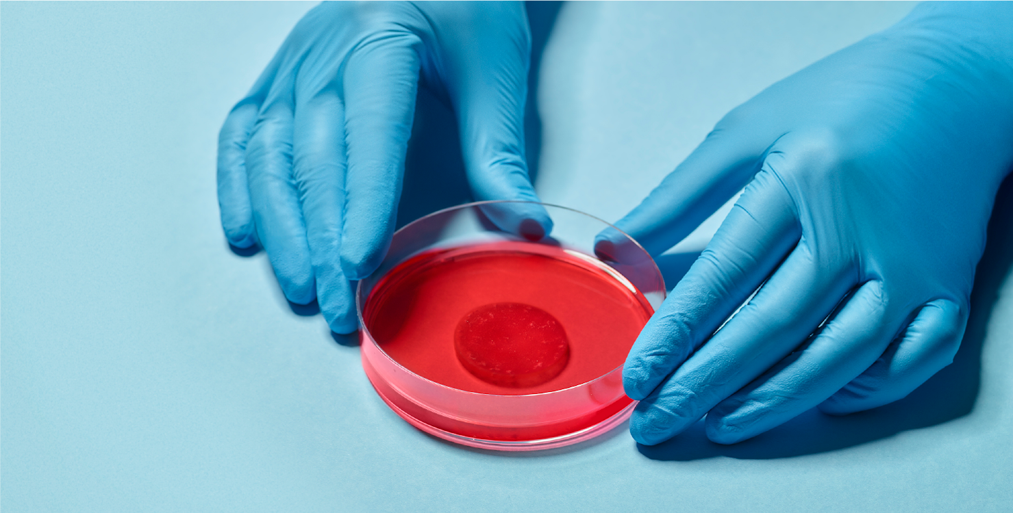 The Heart Healing Patch in a petri dish