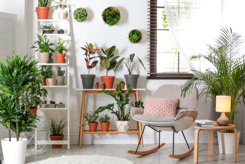 plantas en tu hogar