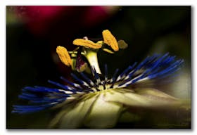 Passionsblume — Passiflora