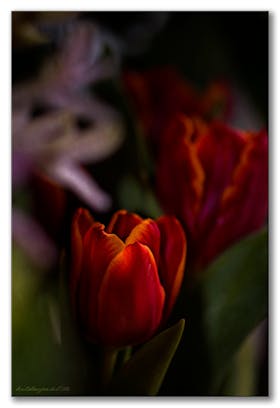 Verführerische Tulpe  ~~  Seductive tulip