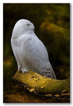 Schneeeule  ~~  Snowy owl