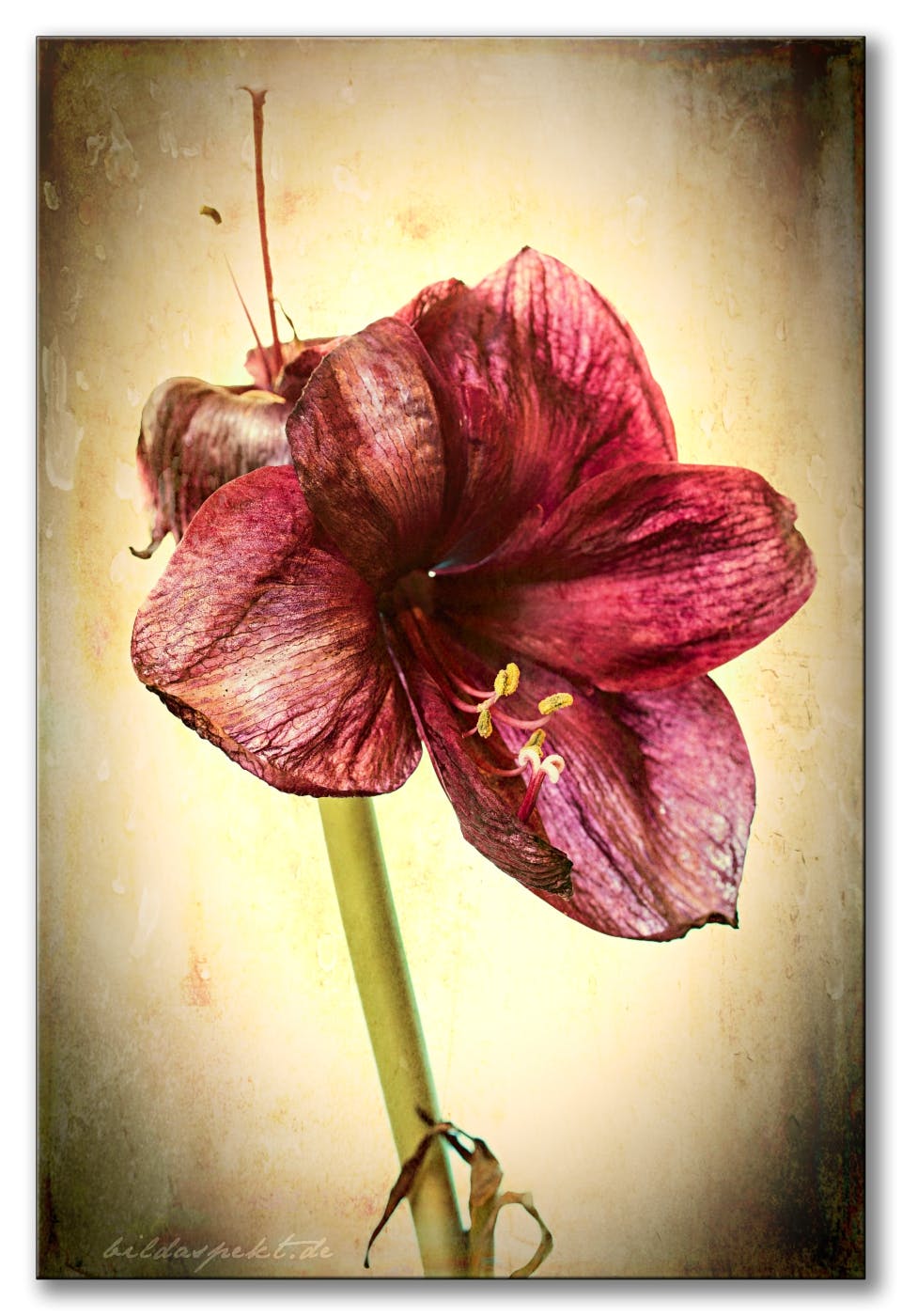 Betagte Amaryllis  ~~  Elderly amaryllis