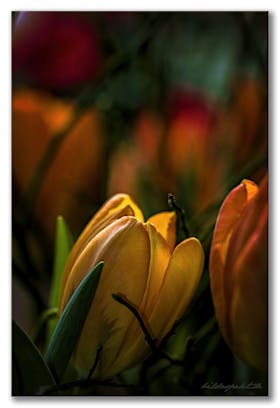 Tulpen  ~~  Tulips