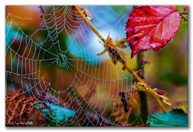 Herbstliches Spinnennetz — Autumnal spider web
