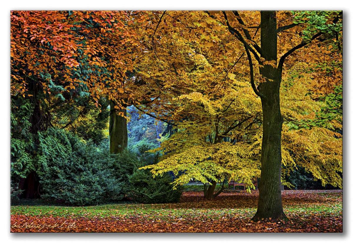 Herbst im Park — Autumn in the park