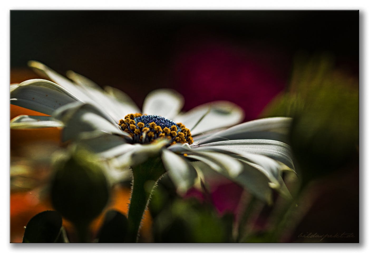 Kapkörbchen  ~~  Cape Daisy