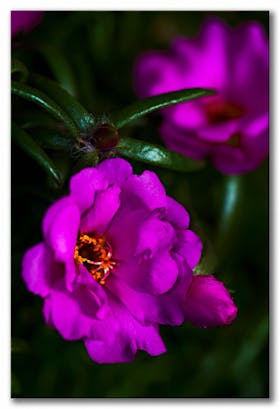 Portulakblüte — Portulaca grandiflora