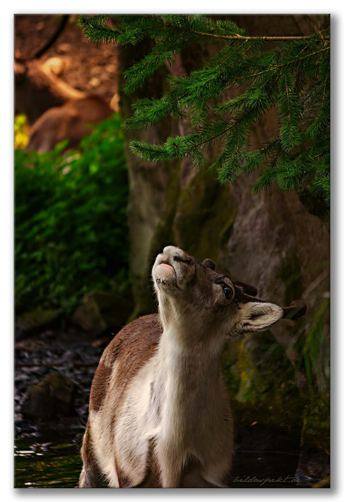 Ob die schmecken?  ~~ I wonder if they taste good?