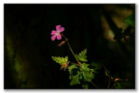 In Feld, Wald und Garten zuhause: Das Ruprechtskraut (Geranium robertianum)