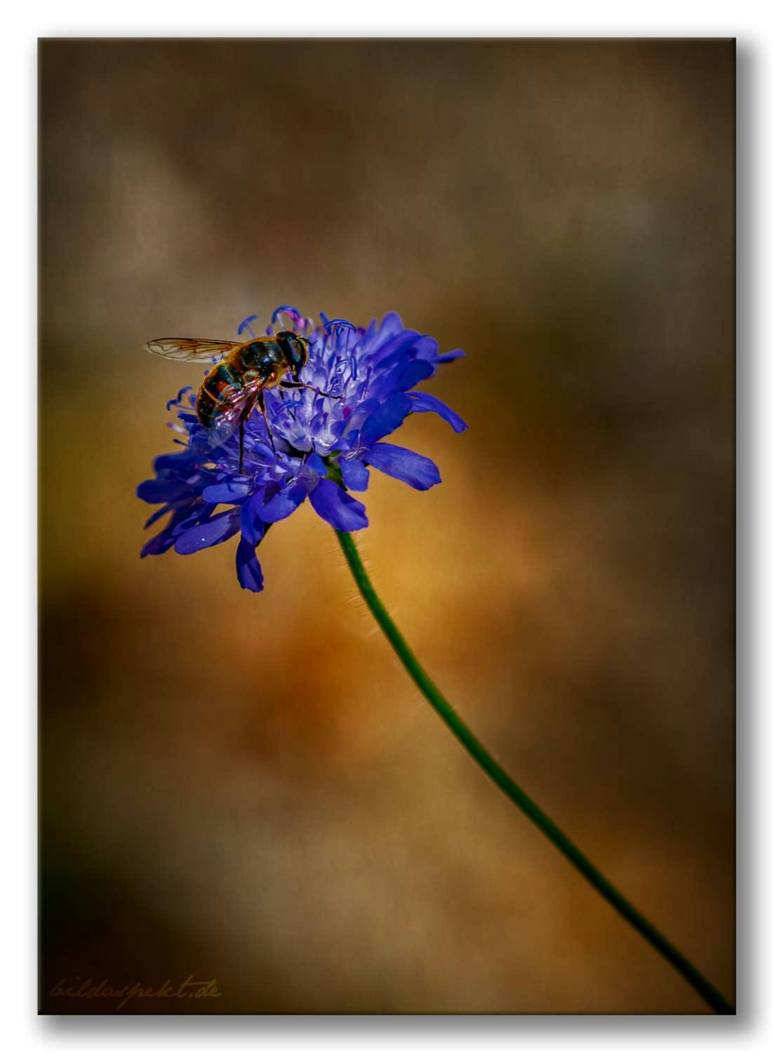 Die Tauben-Skabiose (Scabiosa columbaria) 