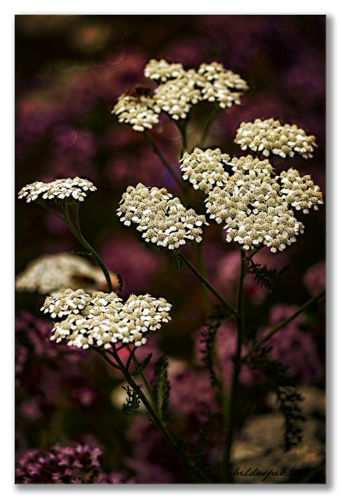 Gemeine Schafgarbe (Achillea millefolium) 