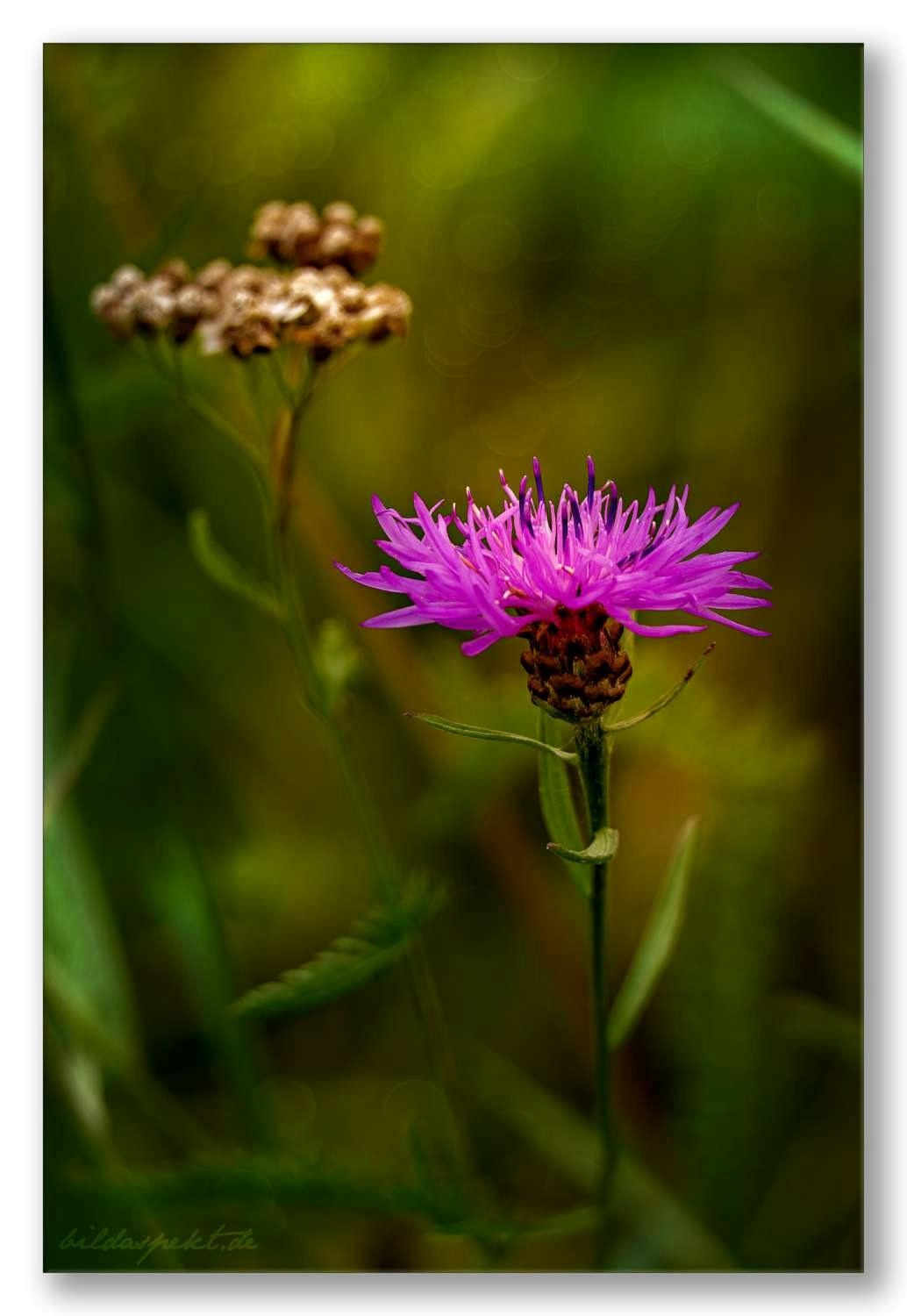 Die Wiesen-Flockenblume: Ein Schatz der heimischen Wiesen