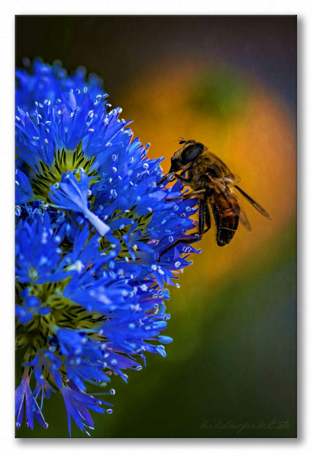 Fleißiges Bienchen  ~~  Busy Little Bee