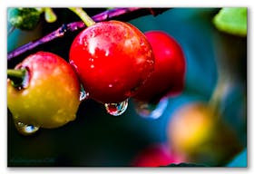 Cherries after Rain 