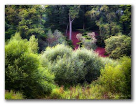 Rote Lichtung — Red Forest Glade