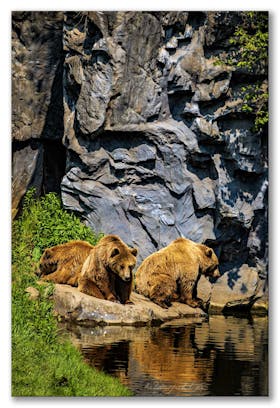 In der Bärenschlucht  ~  In the Bear Gorge