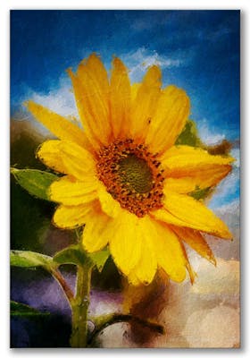 Sonnenblume  ~~  Sunflower
