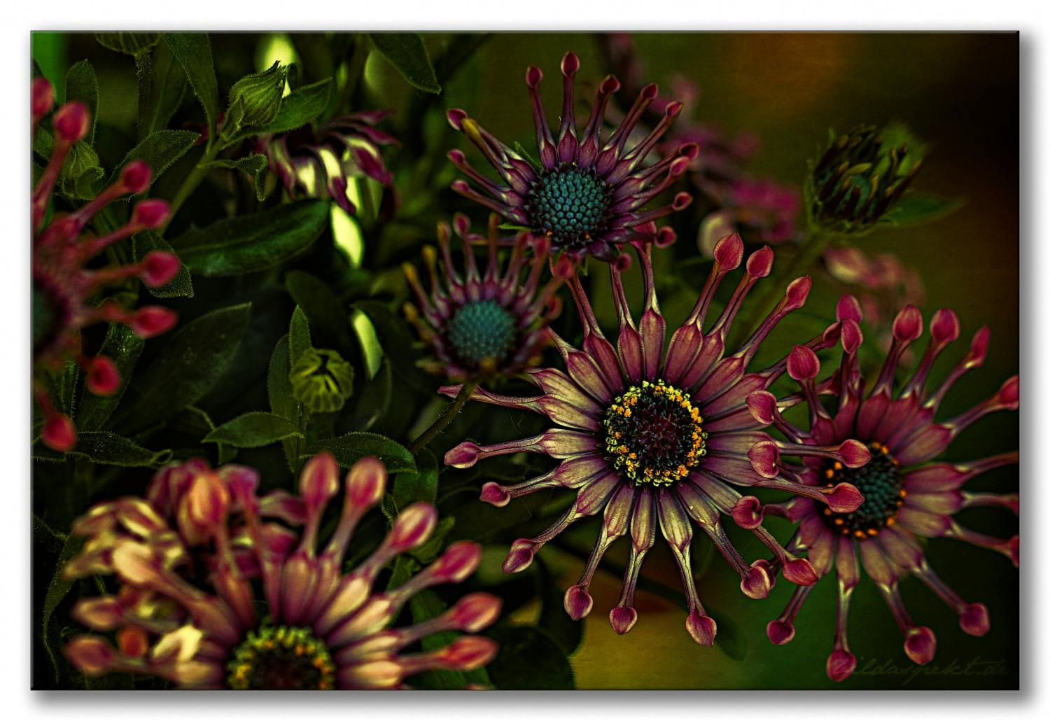 
Kapkörbchen Cape Daisy 
Osteospermum Astra "Purple Spoon"