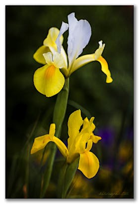 Schwertlilien (Iris) 