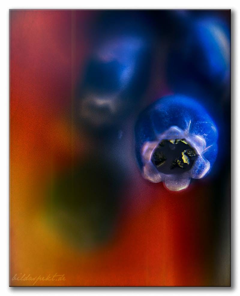 Macro extreme II — Kleine Blüten ganz groß