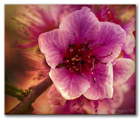 Blüte des Weinbergpfirsiches — Blossom of a vineyard peach