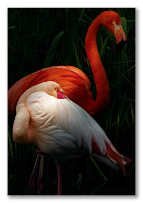 Kuba-Flamingos - nicht nur in der Karibik zuhause
