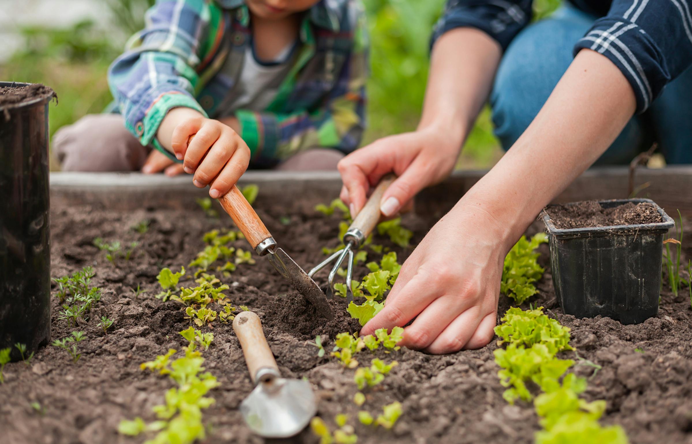 Starting your own garden Home gardening