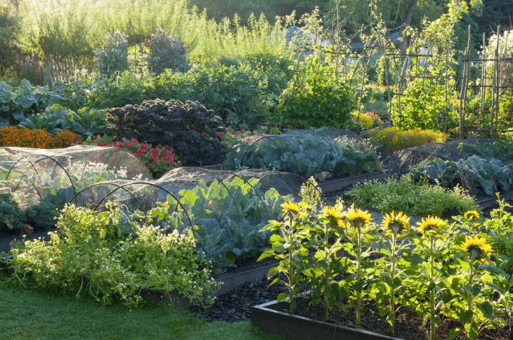 Home gardens, three ways Low-carbon garden