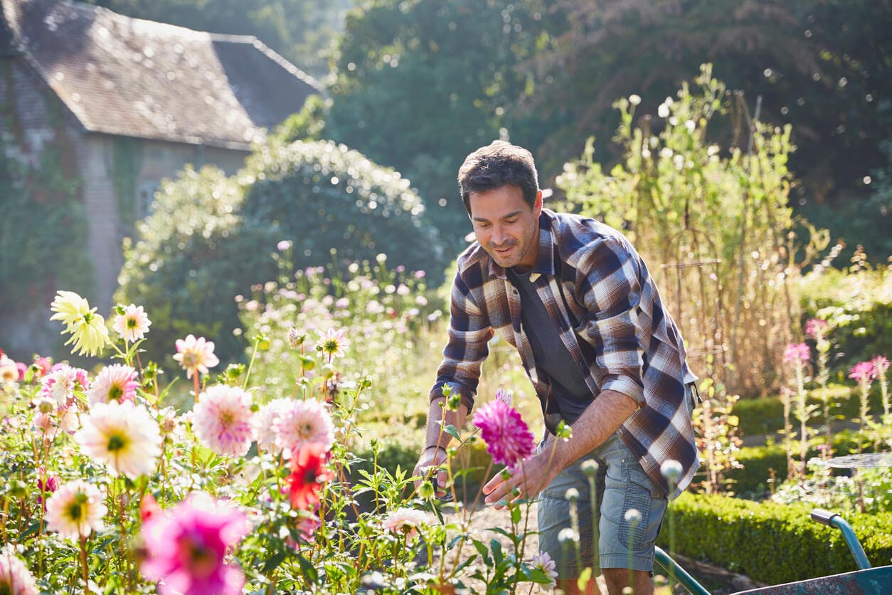 By the numbers Man gardening dhalias