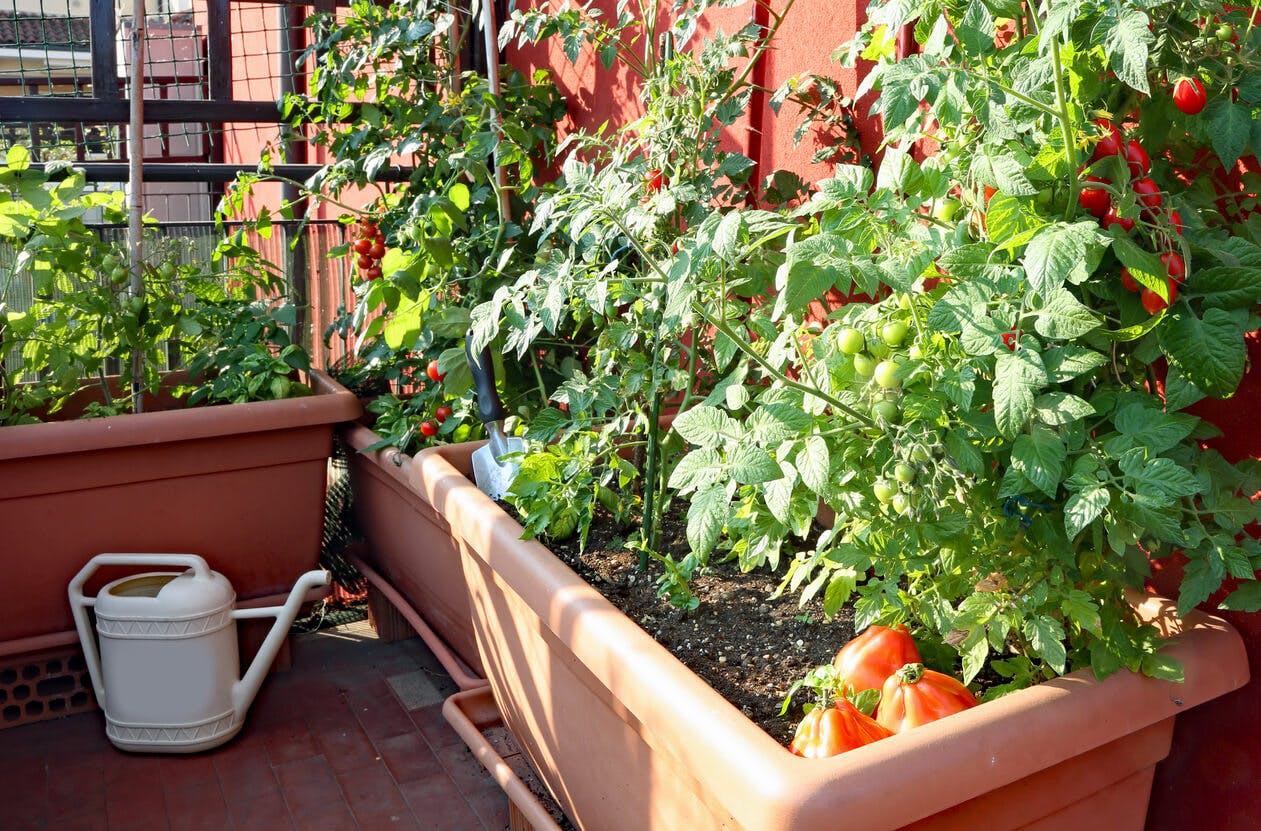 Brief history Balcony garden