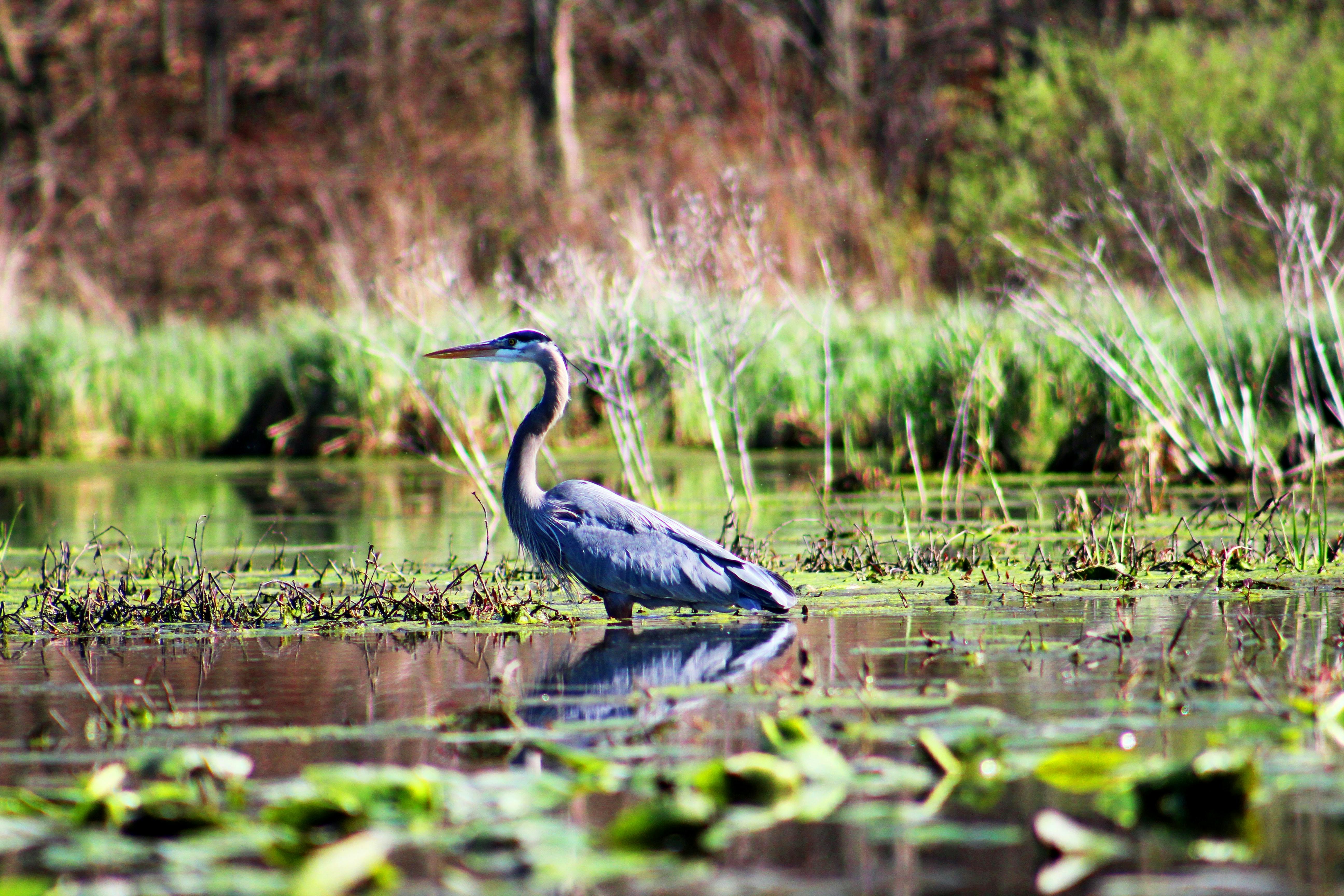 crane in the wetlands - Photo by Tyler Butler on Unsplash