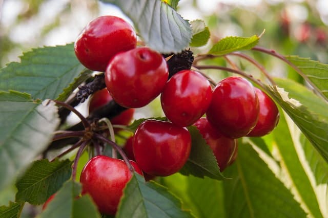 Cherry Picking