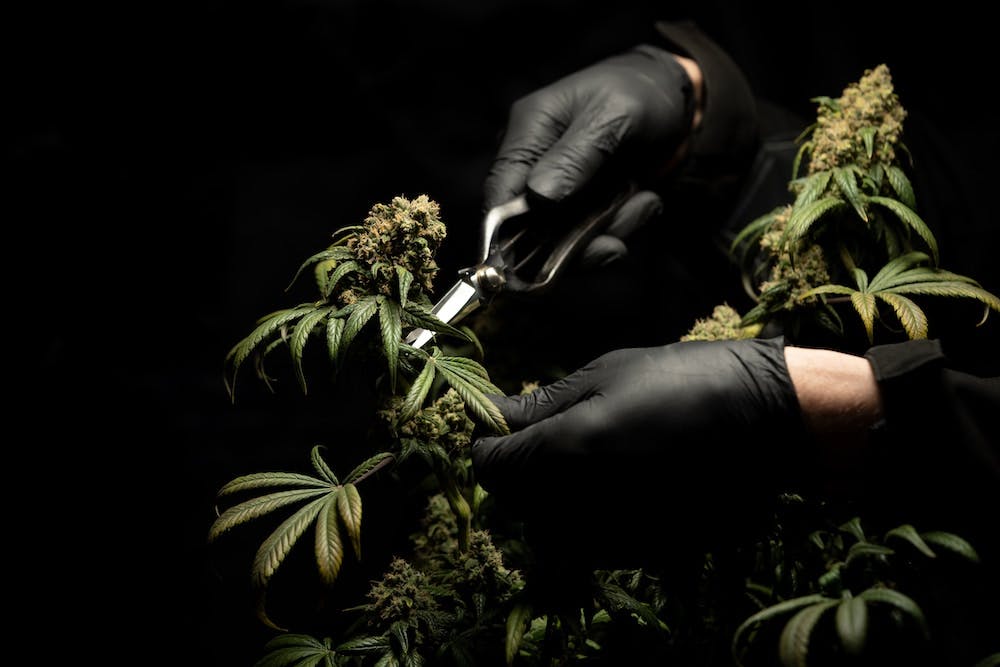 Person trimming a Marijuana Plant with a black background - Photo by CRYSTALWEED cannabis 