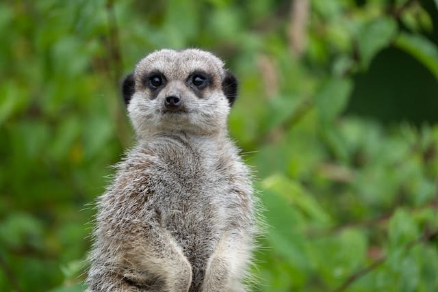 A meerkat