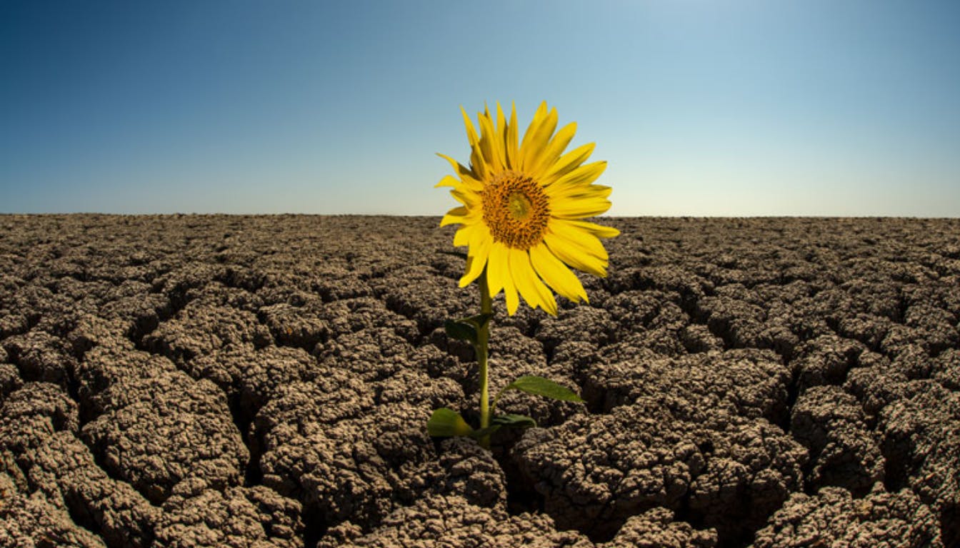 Doing Agile vs. Being Agile: When Process Replaces Purpose