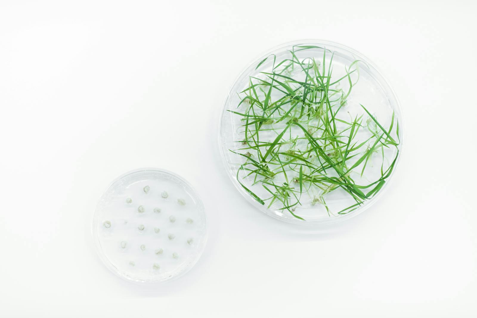 Scientist Using Plant-Based Ingredients to Formulate BIOEFFECT EGF Skincare.
