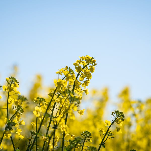 Close up of conola crop