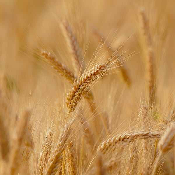 Close up of wheat crop