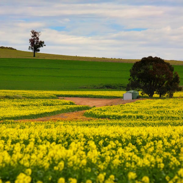 Canolda fields in Australia