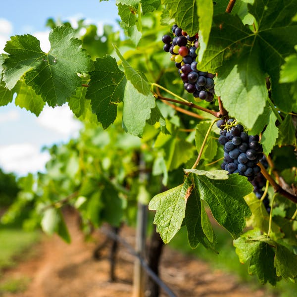 Wine grapes on a vine in Australia