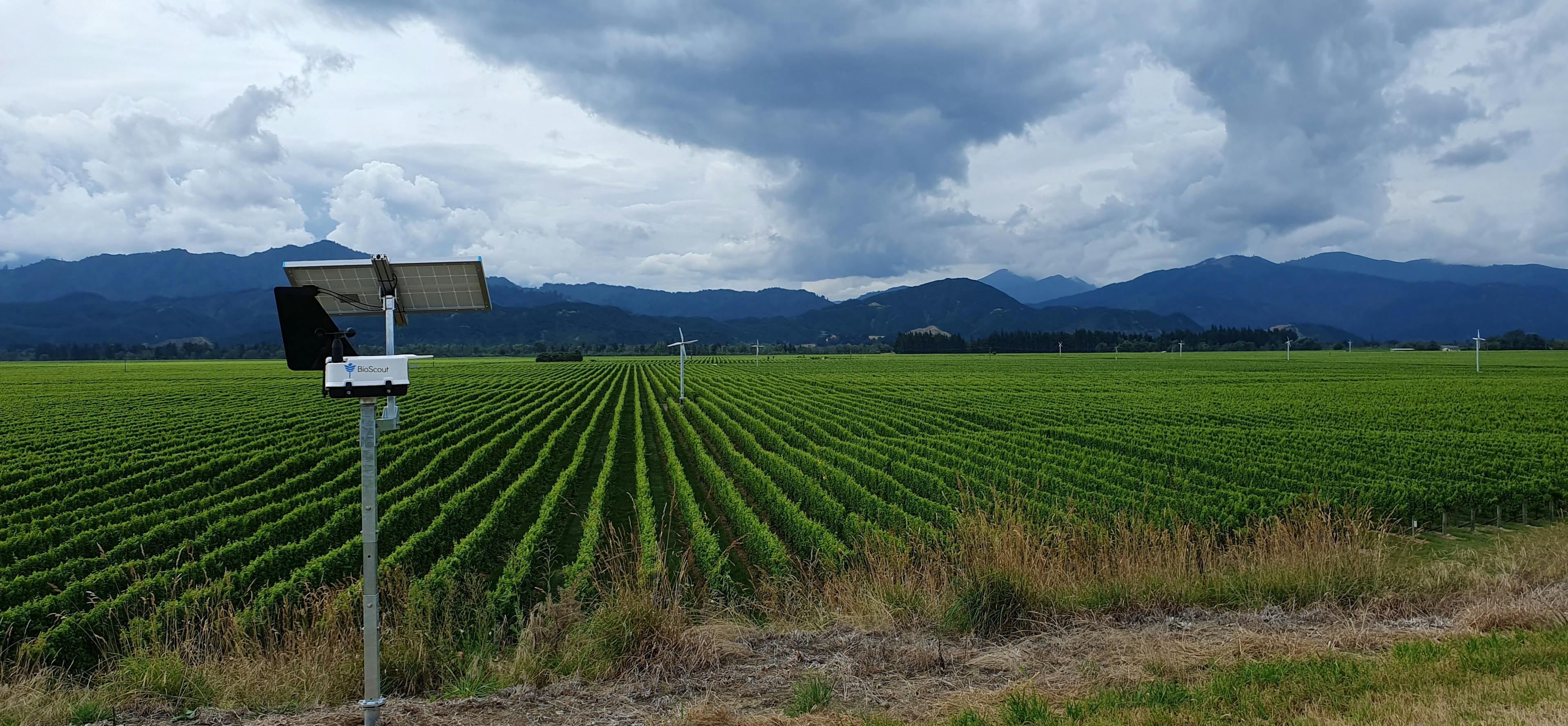 bioscout device in vineyard