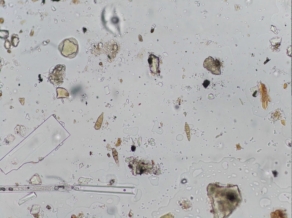 Airborne Plant Diseases