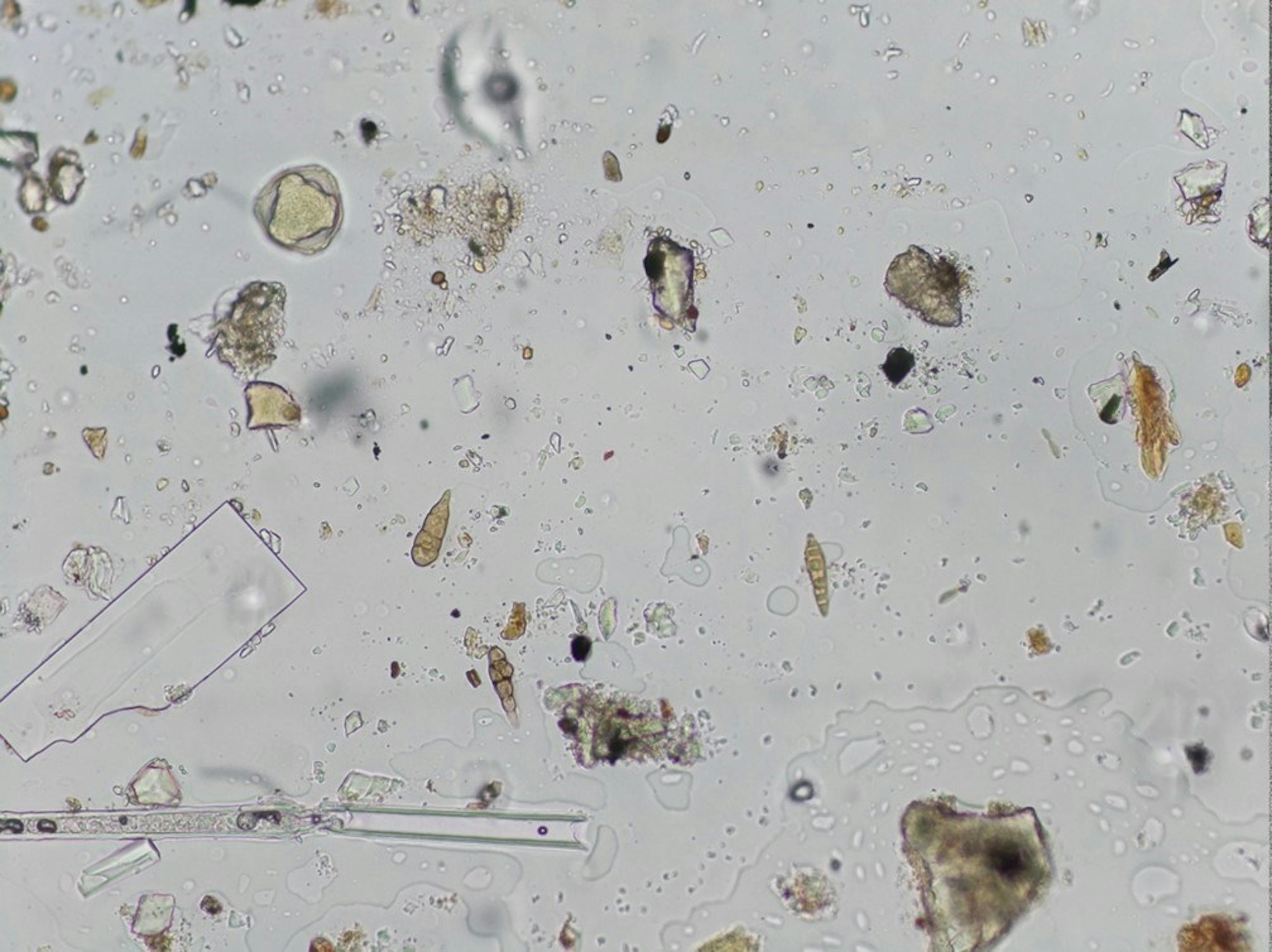 Airborne Plant Diseases