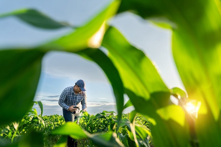 Spore Tracking in Australian Crops by Season
