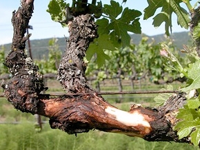 eutypa dieback grapes