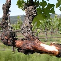 eutypa dieback grapes